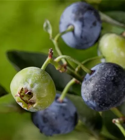 Heidelbeeren – die blauen Super-Beeren