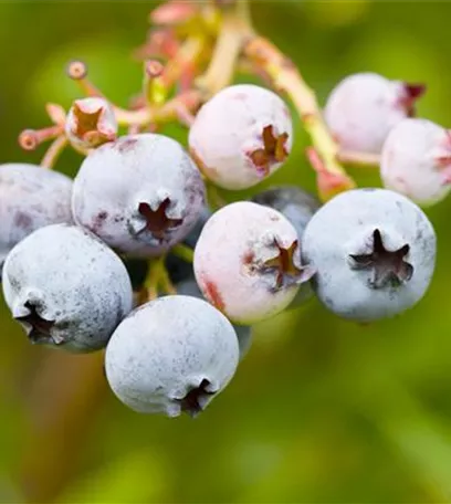 Heidelbeeren – die blauen Super-Beeren