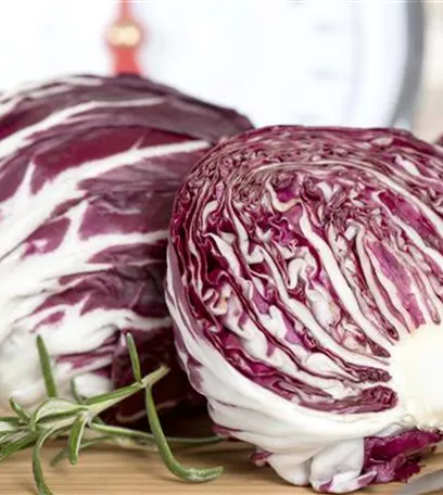 Herbstsalate: Frische aus dem eigenen Garten