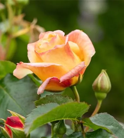 Rezepte mit Rosen