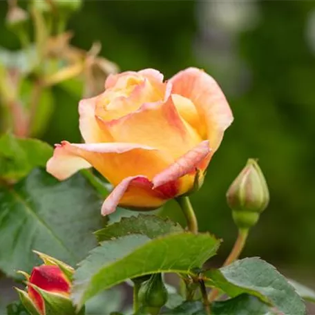 Rezepte mit Rosen