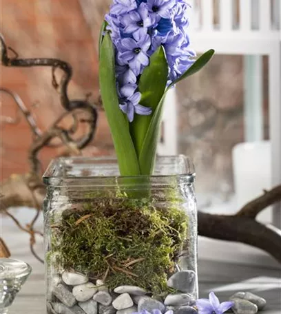 Weihnachtliche Geschenkidee: Blumenzwiebeln im Glas