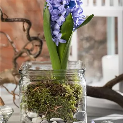 Weihnachtliche Geschenkidee: Blumenzwiebeln im Glas