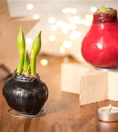 Amaryllis – weihnachtlicher Blütentraum