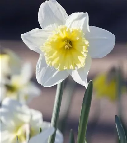 Ein Beet voller Narzissen – Osterglocken einpflanzen