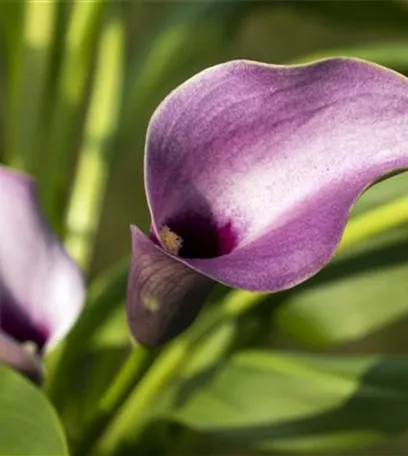 Frostempfindliche Schönheit: Calla überwintern