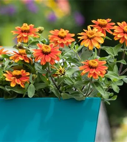 Frühling, Sommer, Herbst, Winter: der Balkon ist immer ein schöner Anblick