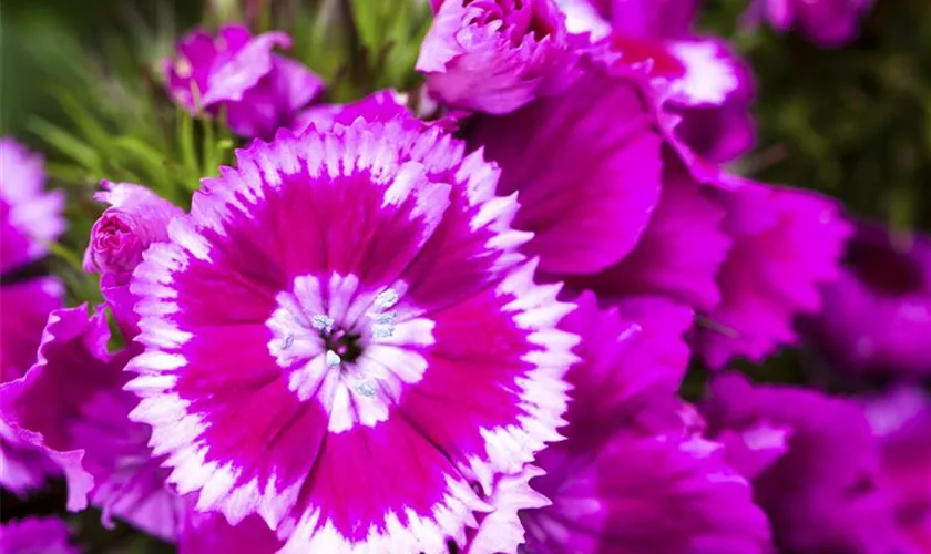 Dianthus barbatus 'Purple'