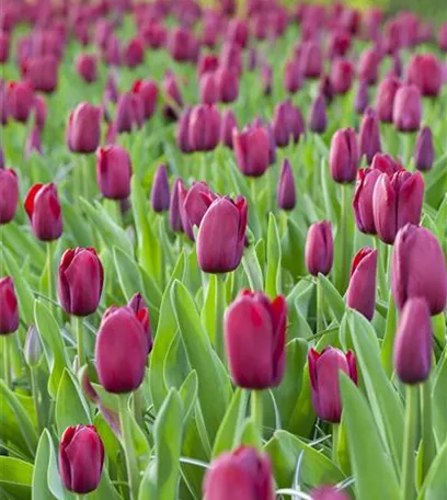 Triumph-Tulpen pflanzen – Farbenspiel im Blumenbeet