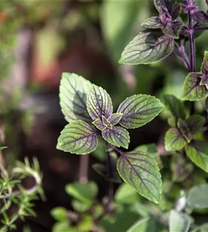 Die Schoko-Minze: Schokolade für den Garten