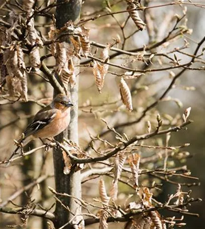 Fettfutter für Vögel selber herstellen