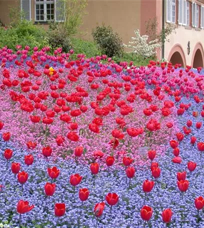 Gartenjahr voller Blüten – Blumenzwiebeln für jede Jahreszeit