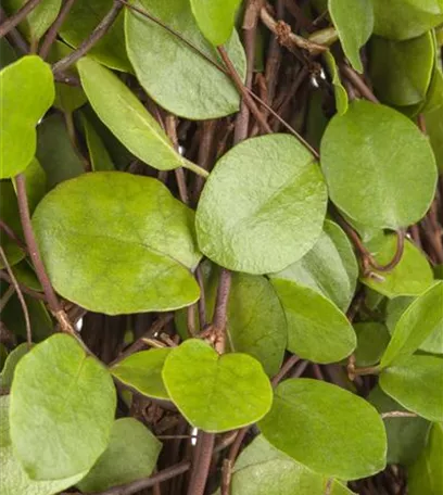 Mühlenbeckia - eine Zierde für drinnen und draußen