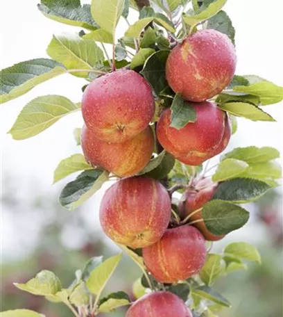 Obstgehölze schneiden - Basis ertragreicher Ernten