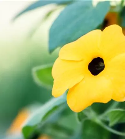 Mit einjährigen Pflanzen den Garten bunter machen