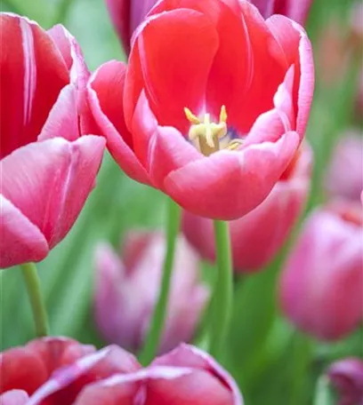 Tulpen im Garten – der bunte Wahnsinn 