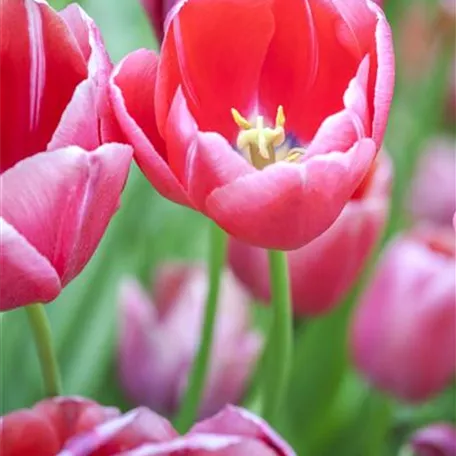 Tulpen pflanzen: Farbe für den Frühling