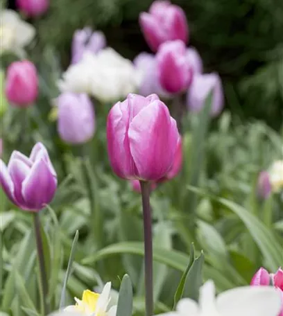 Vergessene Blumenzwiebeln im Frühjahr setzen