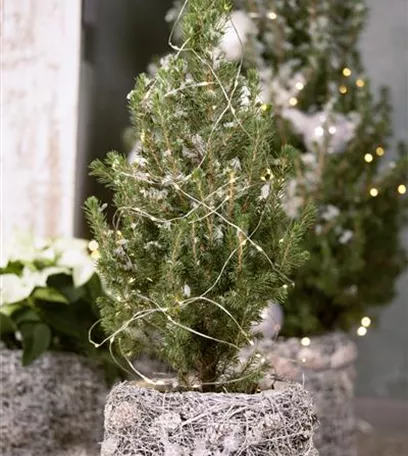 Weihnachtsbaum-Pflege / Lebens-Verlängerung in der Adventszeit