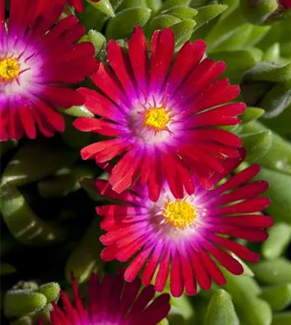 Winterharte Eisblumen (Delosperma congesta) für den Steingarten