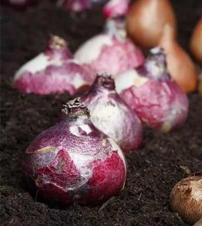 Winterschutz für Blumenzwiebeln: Lagern und überwintern