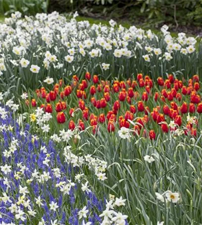 Winterschutz für Blumenzwiebeln: Lagern und überwintern