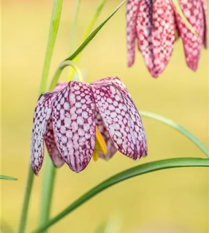 Schachbrettblumen im Garten