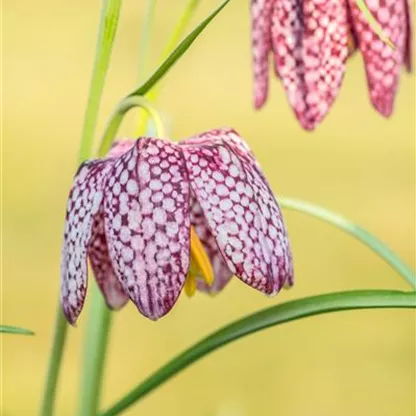 Schachbrettblumen im Garten