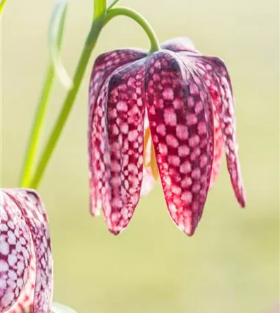 Schachbrettblumen im Garten