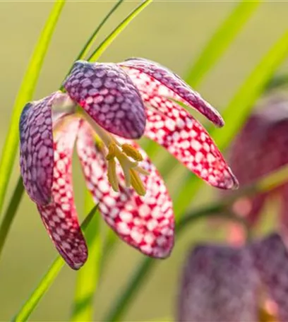 Schachbrettblumen im Garten