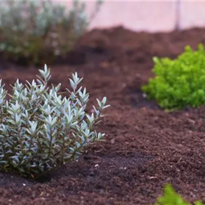 Strauchveronika - Einpflanzen im Garten