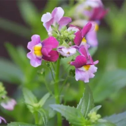 Elfenspiegel - Einpflanzen im Garten