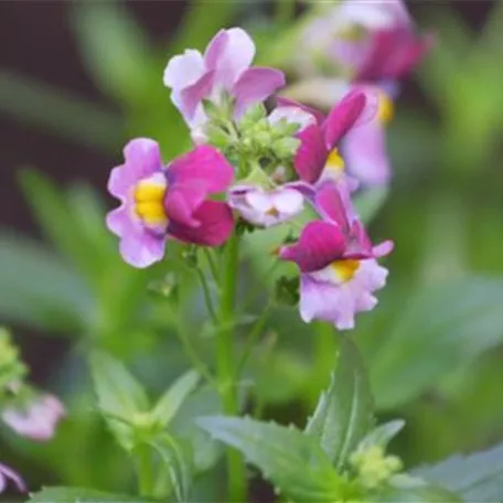 Elfenspiegel - Einpflanzen im Garten