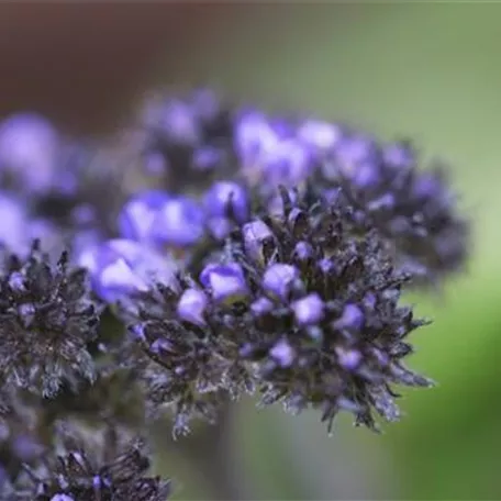 Vanilleblume - Einpflanzen im Garten