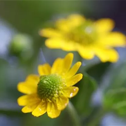 Husarenknopf - Einpflanzen im Garten