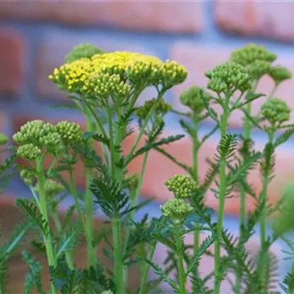 Schafgarbe - Einpflanzen im Garten (gelb)