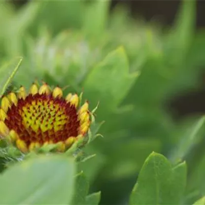 Kokardenblume - Einpflanzen im Garten