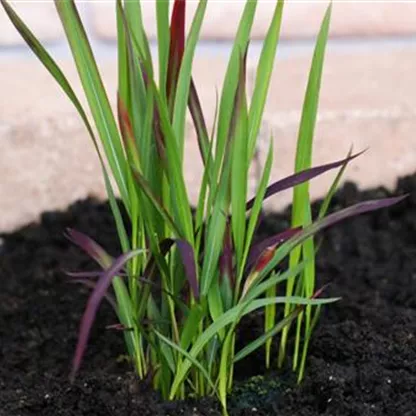 Japanisches Blutgras - Einpflanzen im Garten