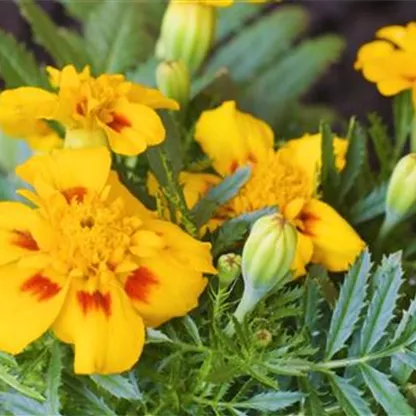 Studentenblume - Einpflanzen im Garten