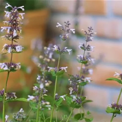 Katzenminze - Einpflanzen im Garten