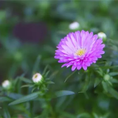 Glattblatt Aster - Einpflanzen im Garten