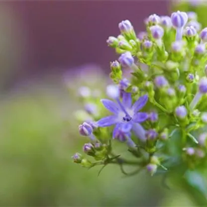 Blaues Halskraut - Einpflanzen im Garten