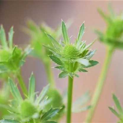 Edeldistel - Einpflanzen im Garten