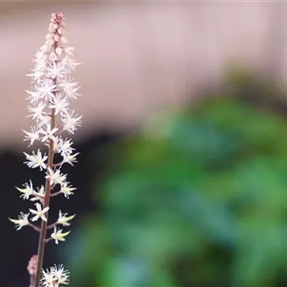 Schaumblüte - Einpflanzen im Garten