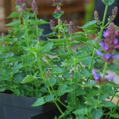 Duftnessel - Einpflanzen im Garten