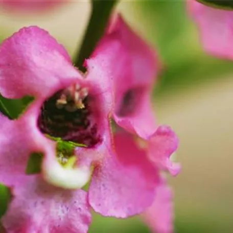 Angelonia - Einpflanzen im Garten