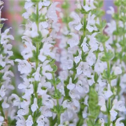 Steppensalbei - Einpflanzen im Garten