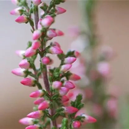 Winterharte Knospenheide - Einpflanzen im Garten