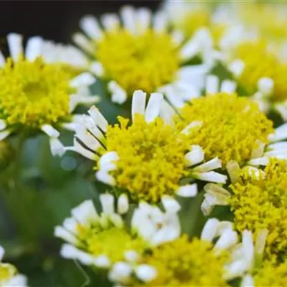 Pazifik-Margerite - Einpflanzen im Garten