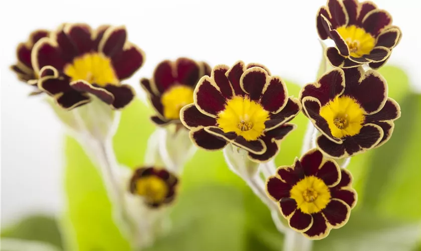 Primula elatior 'Victoriana'